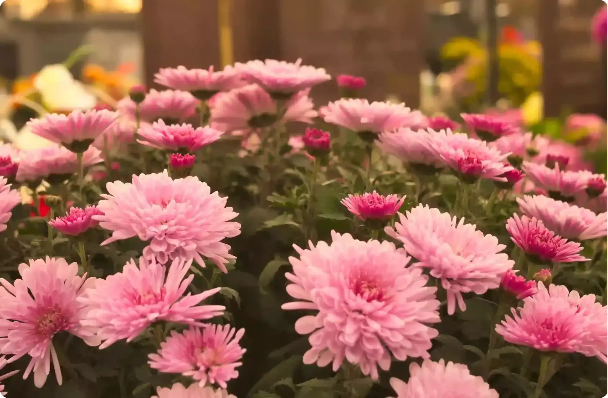 Des fleurs porteuses de sens et d’émotion