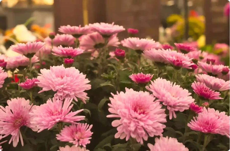 Toussaint 2025 : un hommage sincère avec les Pompes Funèbres Duriez